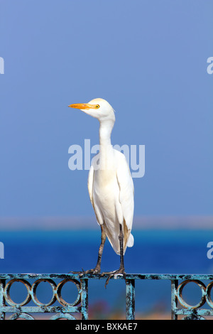 Oiseau heron égyptien - Bubulcus ibis Banque D'Images