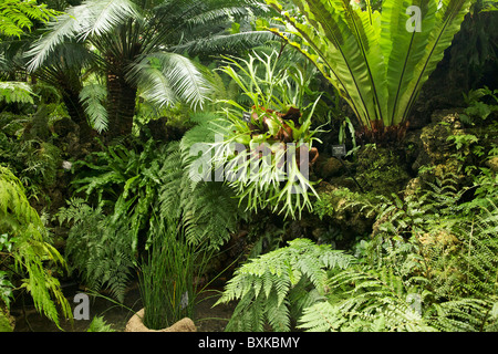 Prix de fougères. Lincoln Park Conservatory, Chicago. Banque D'Images