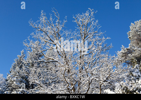 Arbres enneigés près de Amelinghausen, Basse-Saxe, Allemagne du Nord Banque D'Images