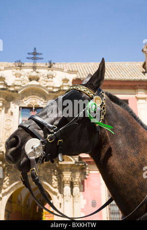 Transport l'attend pour les touristes / profil tête. En face de l'archevêque ; le Palais de la Plaza del Triunfo. Séville Espagne Banque D'Images