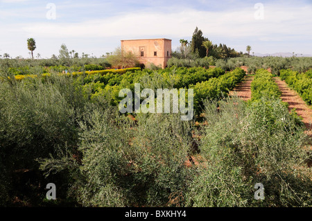 Les olives et les oranges et le minzah -Pavillon d'été à l'Jardins d'Agdal Banque D'Images