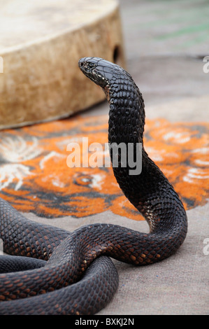 Détail du serpent, une partie de la loi sur les charmeurs de Djemaa el-Fna à Marrakech lieu de rencontre Banque D'Images