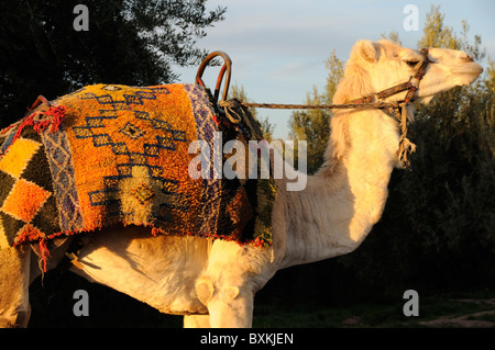 Camel en jardins de la Ménara à l'Hivernage de Marrakech Banque D'Images