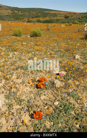 Le Namaqualand Kamieskroon Skilpad Western Cape Afrique du Sud Banque D'Images