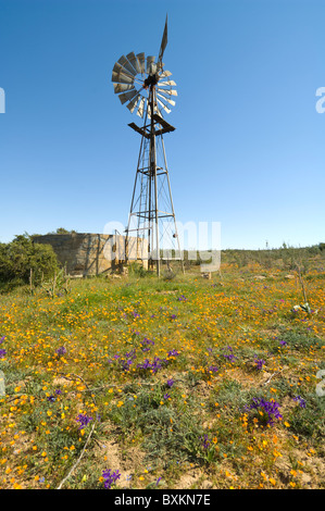 Le Namaqualand Kamieskroon Skilpad Western Cape Afrique du Sud Banque D'Images