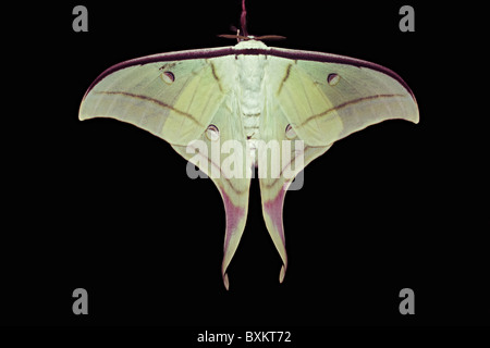 Indian Moon Moth Actias selene. Il est également appelé le Luna Moth indien photographié à Amboli Banque D'Images