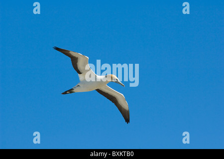 Cape de Bassan Morus capensis Lambert's Bay Western Cape Afrique du Sud Banque D'Images