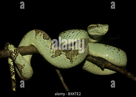 Trimeresums malbaricus MALABAR PIT VIPER venimeuse commun. Banque D'Images