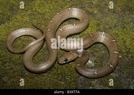 Lycodon aulicus couleuvre loup commun, non venimeux, commun. Serpent Loup indien Banque D'Images