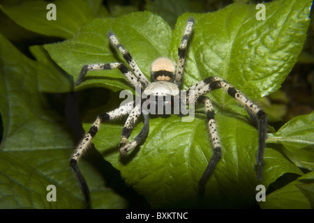 Araignée crabe géant ou araignées Huntsman (Sparassidae) Banque D'Images
