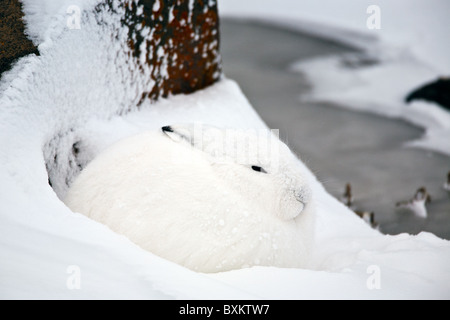 Lièvre arctique se pelotonnant dans un banc de neige sur la toundra gelée dans le parc national près de Churchill, Manitoba, Canada Banque D'Images