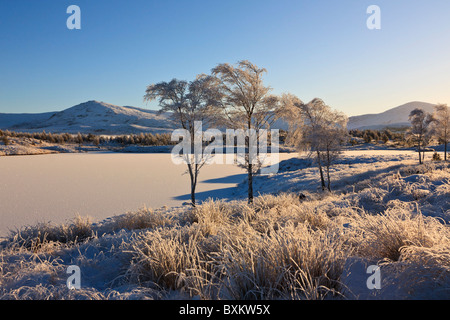 Les bouleaux d'argent dans un paysage couvert de neige sur l'île de Lewis, en Écosse Banque D'Images