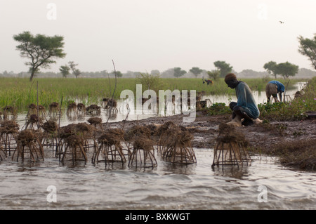 Les villageois Bozo la capture de poissons avec des pièges dans les champs inondés de la "Delta Intérieur du Niger' près de Djenné, Mali. Banque D'Images