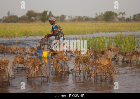 Femme Bozo la capture de poissons avec des pièges dans les champs inondés de la "Delta Intérieur du Niger' près de Djenné, Mali. Banque D'Images