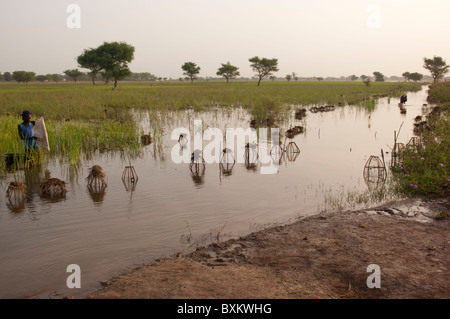 Les villageois Bozo la capture de poissons avec des pièges dans les champs inondés de la "Delta Intérieur du Niger' près de Djenné, Mali. Banque D'Images