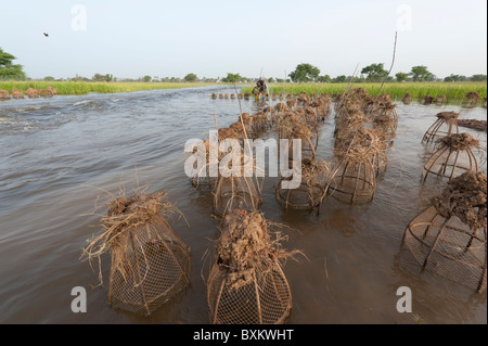 La capture de poissons avec Bozo villager dans les pièges de la "champs inondés du Delta Intérieur du Niger' près de Djenné, Mali. Banque D'Images