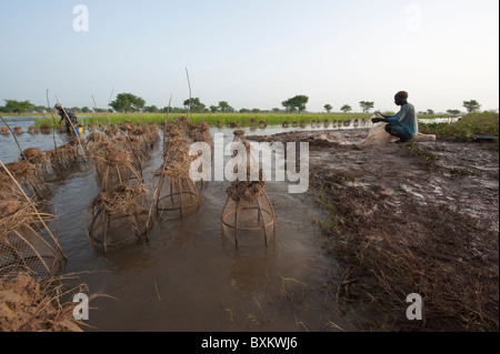 Les villageois Bozo la capture de poissons avec des pièges et des filets dans les champs inondés de la "Delta Intérieur du Niger' près de Djenné, Mali. Banque D'Images