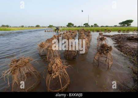 La capture de poissons avec Bozo villager dans les pièges de la "champs inondés du Delta Intérieur du Niger' près de Djenné, Mali. Banque D'Images