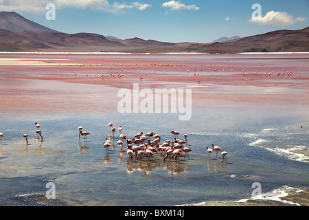 Des flamants roses sur la Laguna Colorada, la Bolivie, l'Amérique du Sud. Banque D'Images