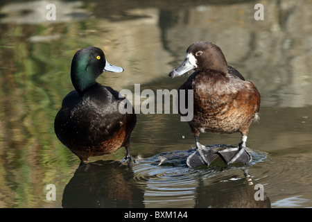 Nouvelle-zélande le Fuligule milouinan (Aythya novaeseelandiae) Banque D'Images