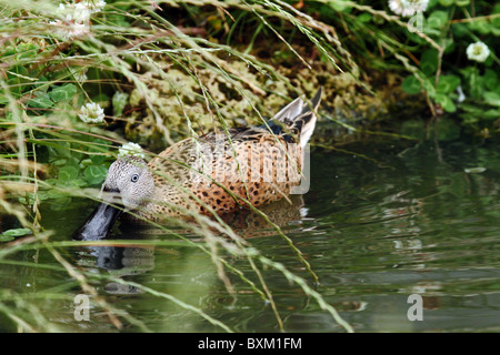 Canard souchet (Anas platalea rouge) Banque D'Images