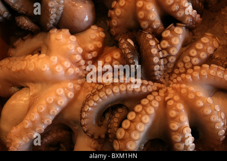 Pieuvre commune (Octopus vulgaris), également connu sous le nom de pieuvre en vente sur le marché central des fruits de mer à Athènes, Grèce. Banque D'Images