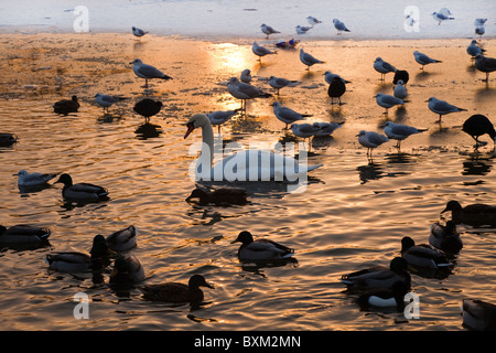 Les canards colverts et les cygnes sauvages à la recherche de nourriture et d'alimentation sur un lac gelé dans l'Ayrshire, Ecosse Banque D'Images