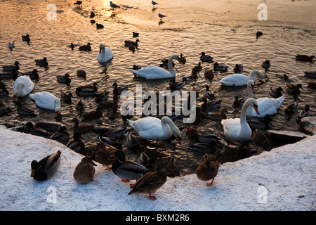 Les canards colverts et les cygnes sauvages à la recherche de nourriture et d'alimentation sur un lac gelé dans l'Ayrshire, Ecosse Banque D'Images