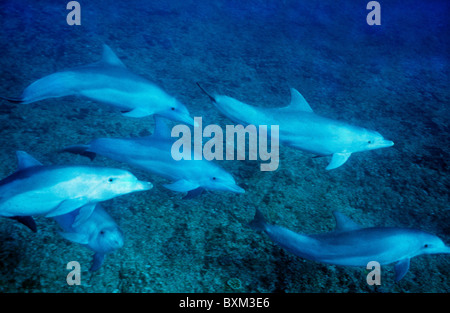 Les grands dauphins nager sous l'eau depuis l'extérieur de l'île de Maurice. Rencontre avec des dauphins sauvages. La photographie sous-marine Banque D'Images