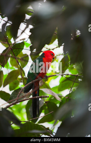 Stock Photo de perroquet coloré assis dans le feuillage d'un arbre à feuilles vert Banque D'Images