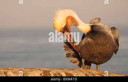 Un pélican brun grooming ses plumes de la queue. Banque D'Images