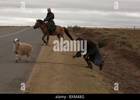 La capture de conduire les moutons, Khongo Khan Uul, la Réserve Naturelle de Gobi, la Mongolie : Peu Banque D'Images