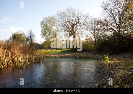 Cranmer Green nature reserve, Mitcham, Région de Merton, South London, England, UK Banque D'Images