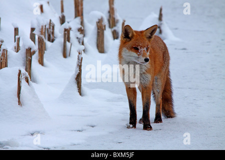 La fox a fait son chemin à travers les paysages enneigés à la recherche de nourriture Banque D'Images