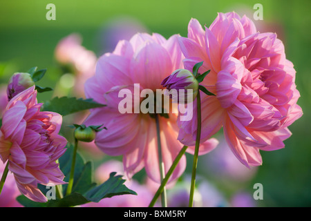 Dahlias - Côte de l'Oregon ; Shore Acres State Park Banque D'Images