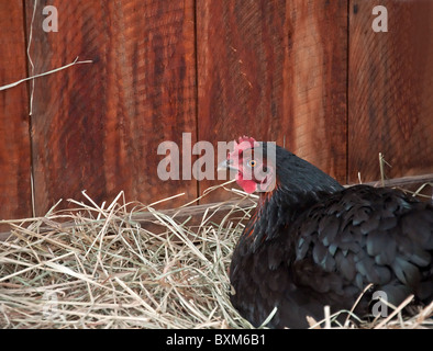 Cette image a un stock horizontale de couleur noire poulet pondeuse Australorp son nid de paille, avec grange. Banque D'Images