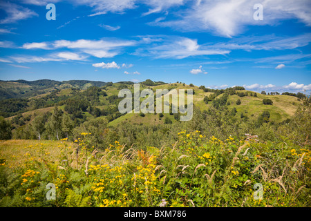 Paysage d'été pittoresque dans les Montagnes Apuseni, la Roumanie. Banque D'Images