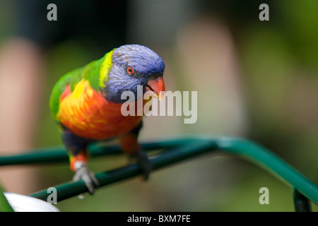 Lorikeet close up Banque D'Images