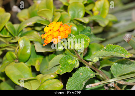 Fleurs de plage, Imbituba, Santa Catarina, Brésil Banque D'Images