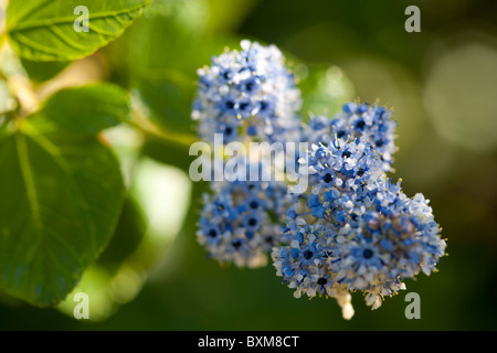 Arbuste à fleurs ceanothus bleu Banque D'Images
