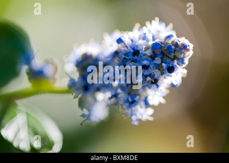 Arbuste à fleurs ceanothus bleu Banque D'Images