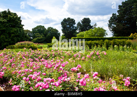 Le Rose Garden, ouvert en 2010 dans le jardin Savill, partie de la Gendarmerie royale du Royaume-uni Paysage. Iceberg Rose brillant rose en premier plan. Banque D'Images