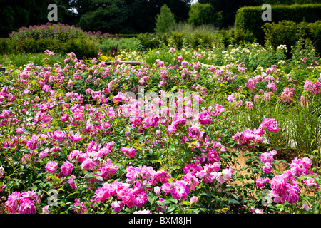 Le Rose Garden, ouvert en 2010 dans le jardin Savill, partie de la Gendarmerie royale du Royaume-uni Paysage. Iceberg Rose brillant rose en premier plan. Banque D'Images