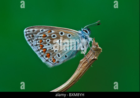 Papillon bleu commun, Polyommatus icarus, Derbyshire, Angleterre Banque D'Images