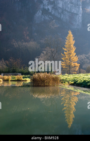 Arbre d'automne, Ojcow, Pologne Banque D'Images