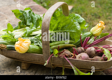 Trug de produits frais, courgettes, betteraves, épinards, blettes et les fèves Banque D'Images