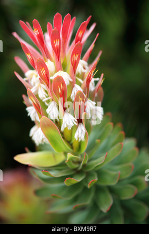 Mimetes cucullatus Protea Pagode Banque D'Images