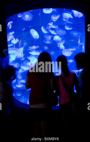 Henry Doorly Zoo - Aquarium méduse de lune - Scott Banque D'Images