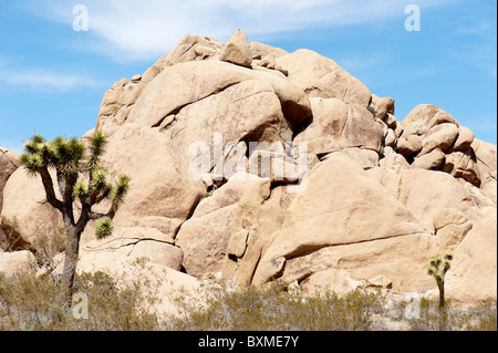 Joshua Trees (Yucca brevifolia) en fleurs avec les rochers du monzogranite désert Mojave dans l'arrière-plan Banque D'Images