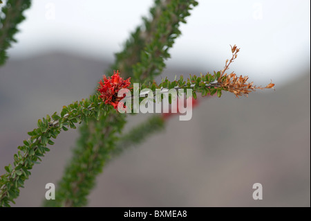 La société (Fouquieria splendens) en fleurs au début du printemps, au bord de la Colorado Desert article de Joshua Tree National Park Banque D'Images